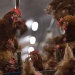 LaProvincia : l’Elevage de Poulet en Roumanie est plus qu’un métier