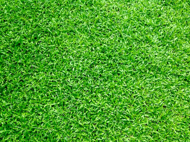 Comment laver efficacement une pelouse artificielle ?