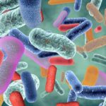 Rétablir le microbiote avec du probiotique pour éviter les maladies