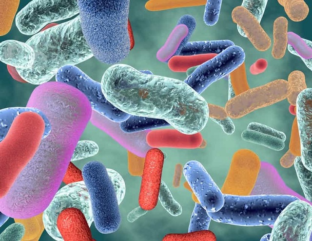 Rétablir le microbiote avec du probiotique pour éviter les maladies