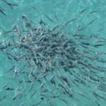 Aliments pour poissons de bassin : une alimentation saine