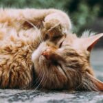 Les animaux de compagnie