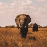 safari