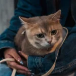 les clées pour un chat heureux