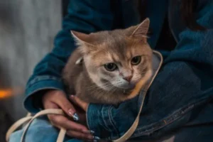 les clées pour un chat heureux