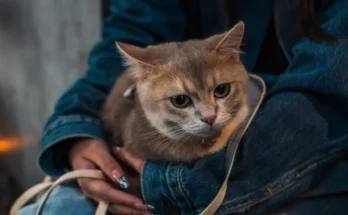 les clées pour un chat heureux